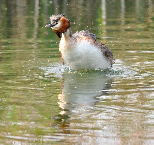 Uccelli arruffati